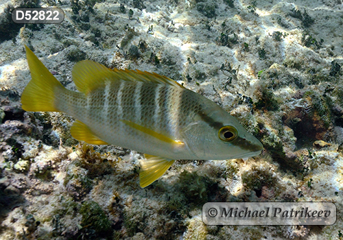 Schoolmaster Snapper (Lutjanus apodus)